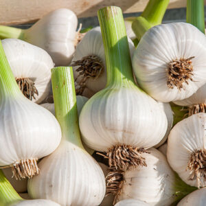 Ail frais - 100g