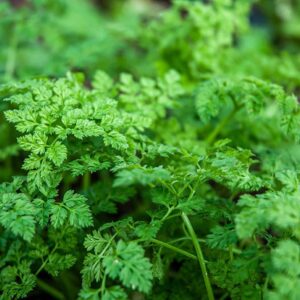 Cerfeuil - botte