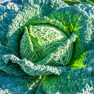 Choux verts frisés - Pièce