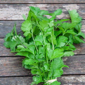 Coriandre - botte