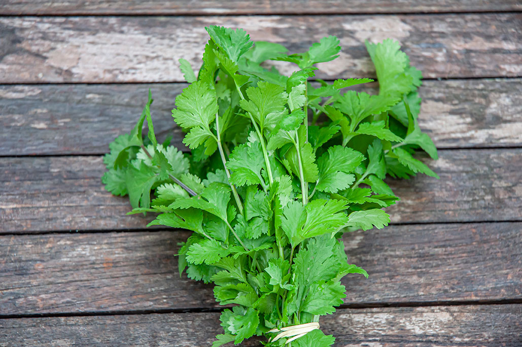 Coriandre - botte