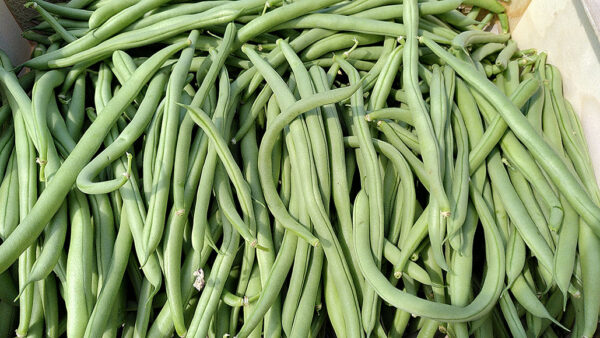 Haricots verts - 200g