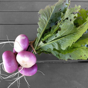 Navets plats nouveaux - botte