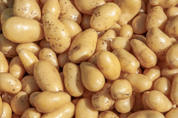 Pommes de terre nouvelles - 500g