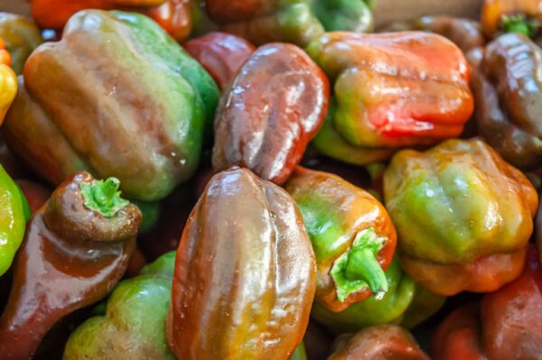 Poivrons - 500g