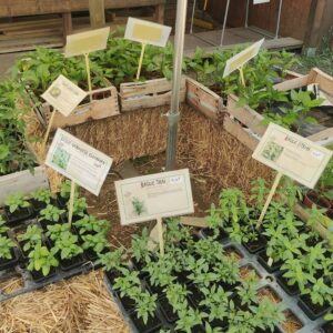 Plants bio maraichers